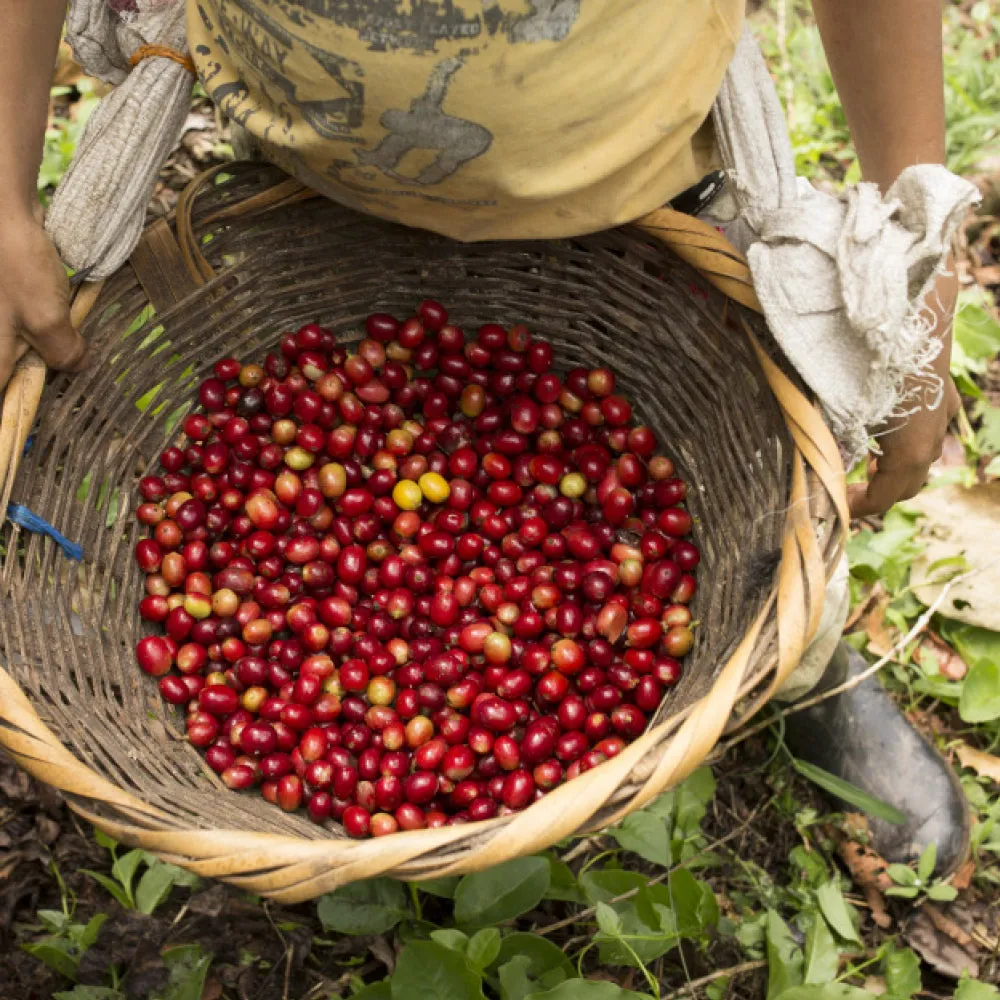 Organic Nicaraguan Medium Roast Coffee, 5lb whole bean