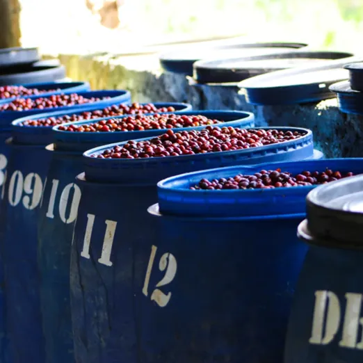 Tej 4-Day Anaerobic Fermentation, Daye Bensa - Shantawene Buncho